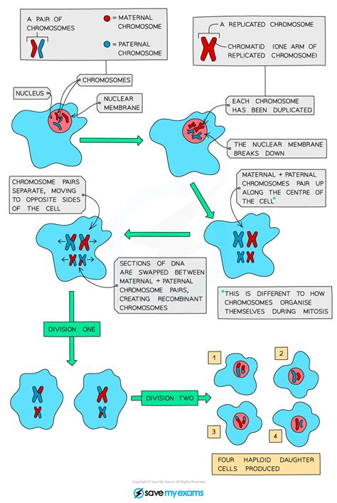 save my exams biology